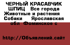 ЧЕРНЫЙ КРАСАВЧИК ШПИЦ - Все города Животные и растения » Собаки   . Ярославская обл.,Фоминское с.